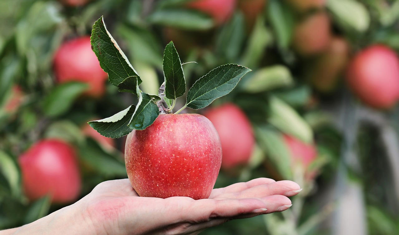 Jablečný dietní plán pro hubnutí
